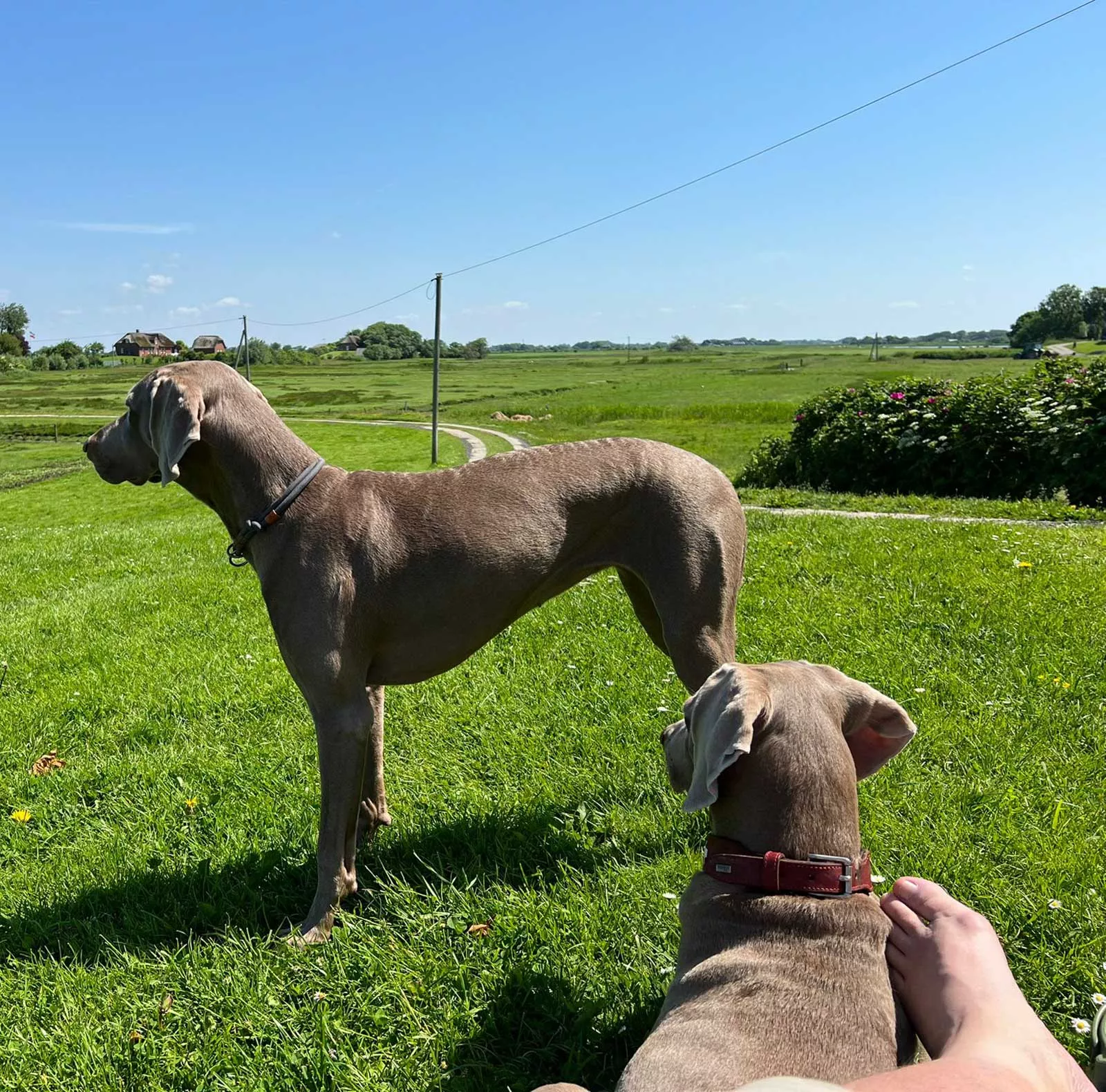 urlaub-mit-hund-fewo-nordsee-insel